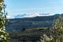 A sea of olive trees with Sierra Nevada as backdrop